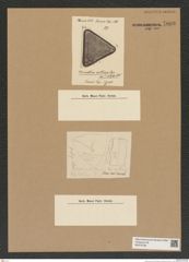 Diatomeae indet. Zeichnungen Sammlung Grunow Nr. 7603 (NHMW-BOT-W0376768)